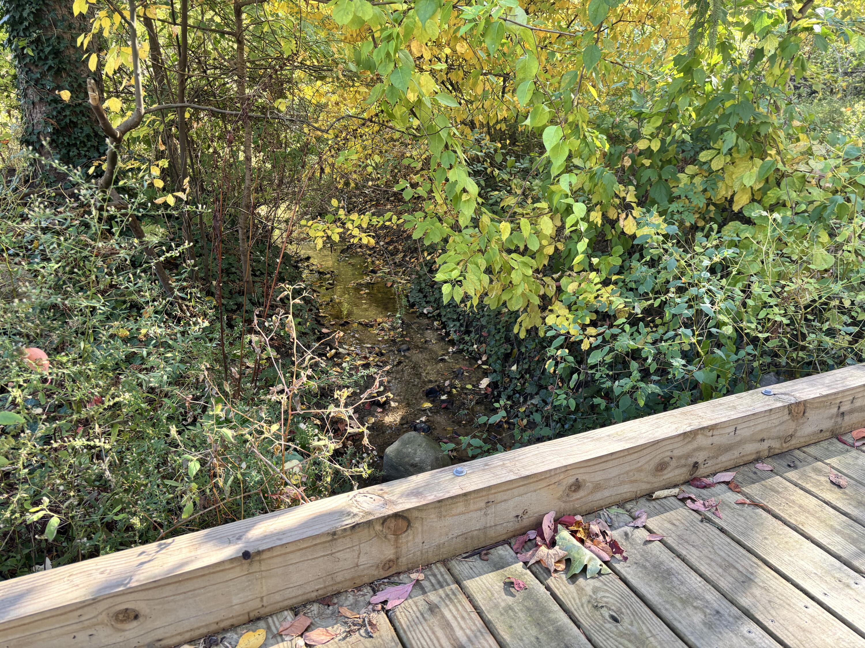 2878 West Bundy Road Coloma, MI 49038 - Photo 68 of 78 05_woods-06