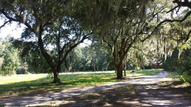 D2 Shark Hole Road Meggett, SC 29449 - Photo 5 of 5 brush pic 2
