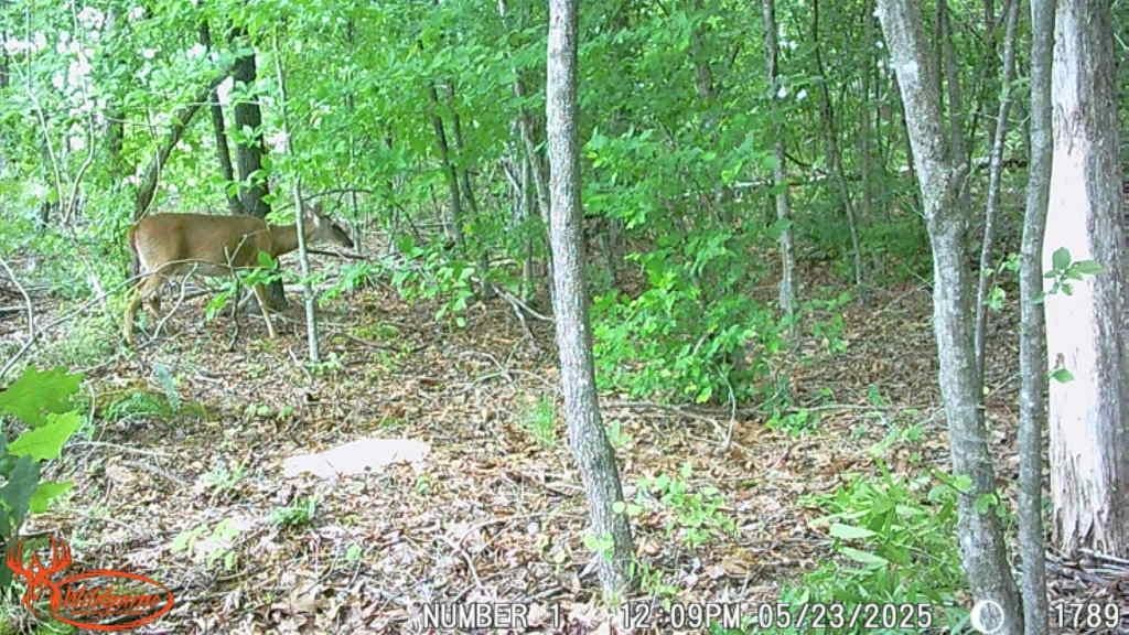 Lees Mill Road Drakes Branch, VA 23937 - Photo 7 of 8 Gallery Image 7