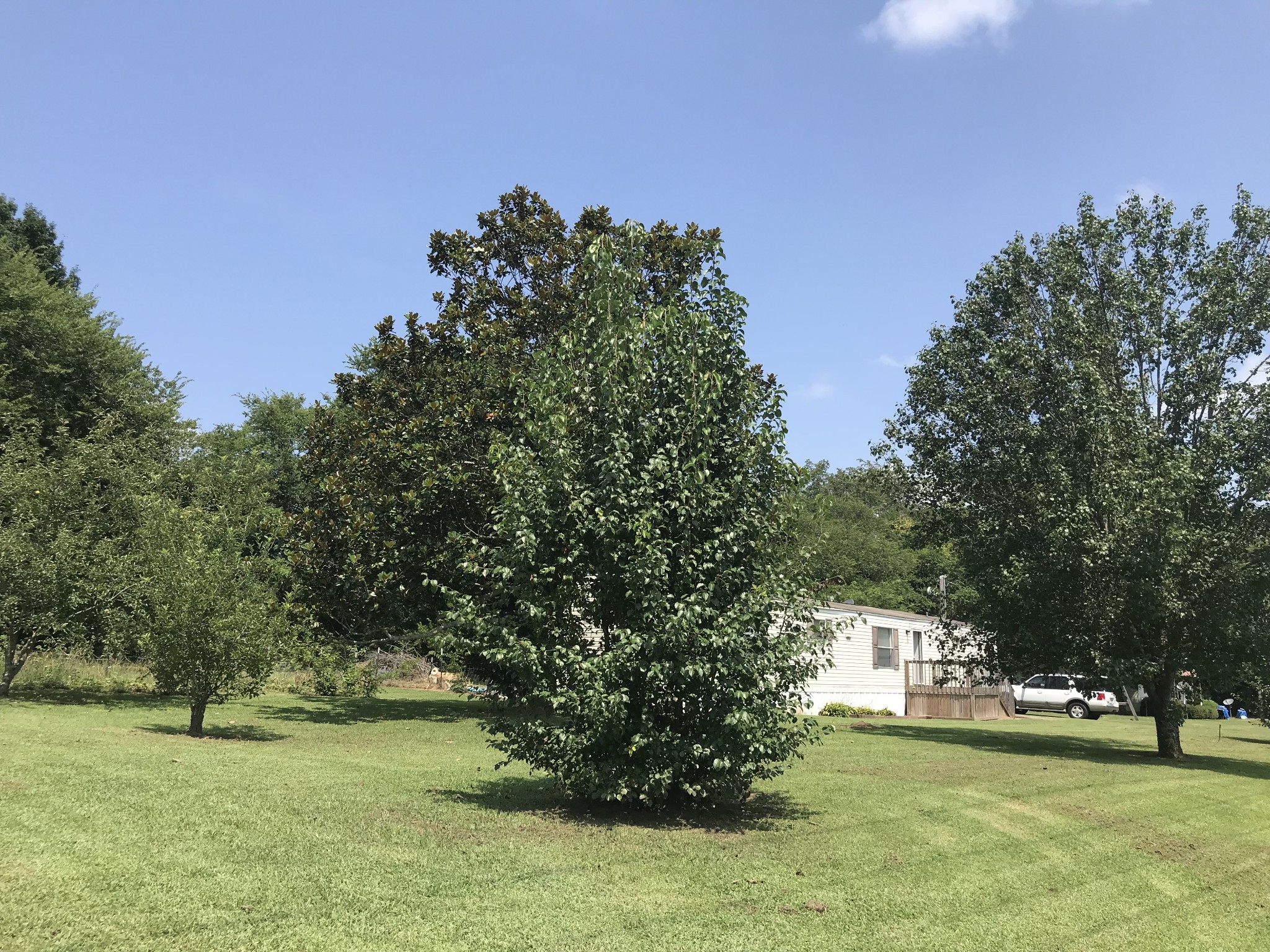 2890 Prospect Road Pulaski, TN 38478 - Photo 11 of 29 a view of a park with large trees