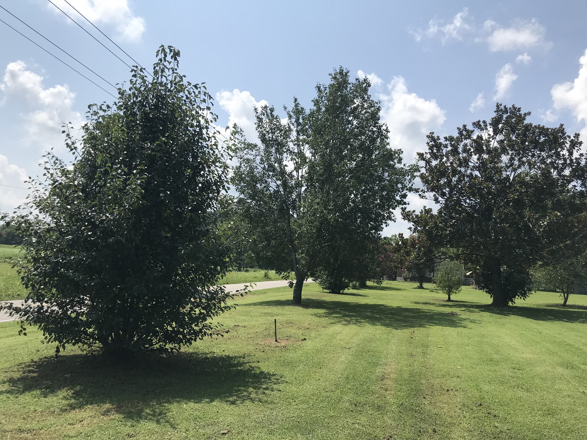 2890 Prospect Road Pulaski, TN 38478 - Photo 7 of 29 a view of a park with large trees