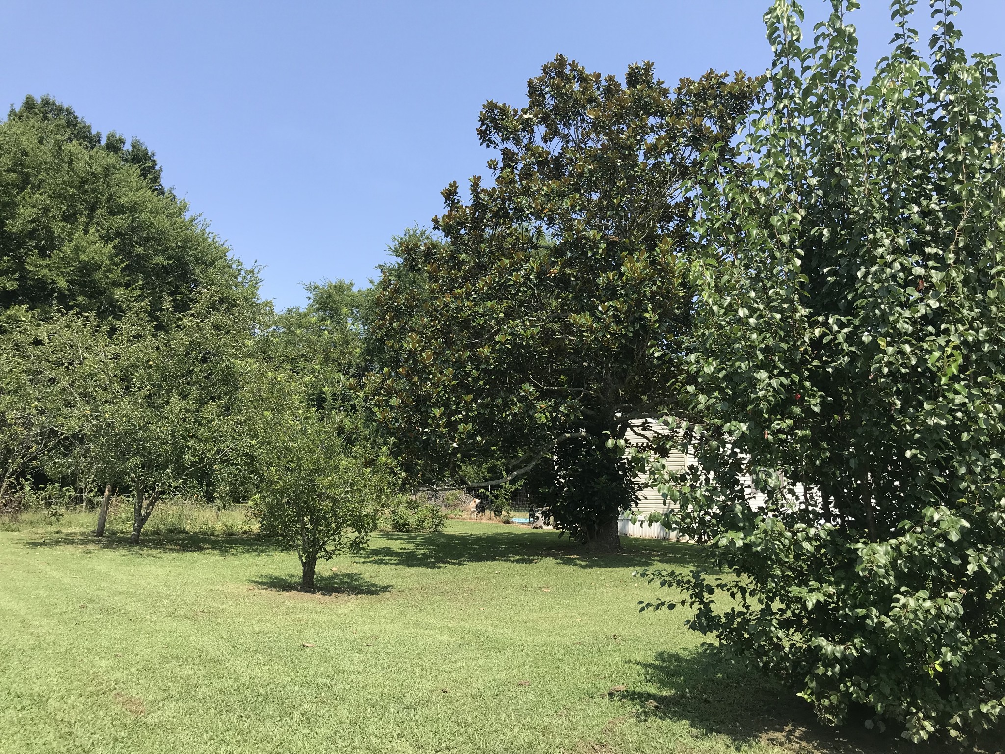 2890 Prospect Road Pulaski, TN 38478 - Photo 10 of 29 a yard with a tree