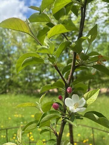 15370 Mallard Road Brook Park, MN 55007 - Photo 4 of 13