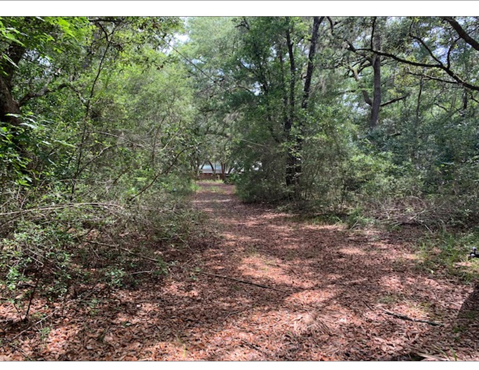 130 Lagrange Road Freeport, FL 32439 - Photo 4 of 17 a view of a forest with trees in the background