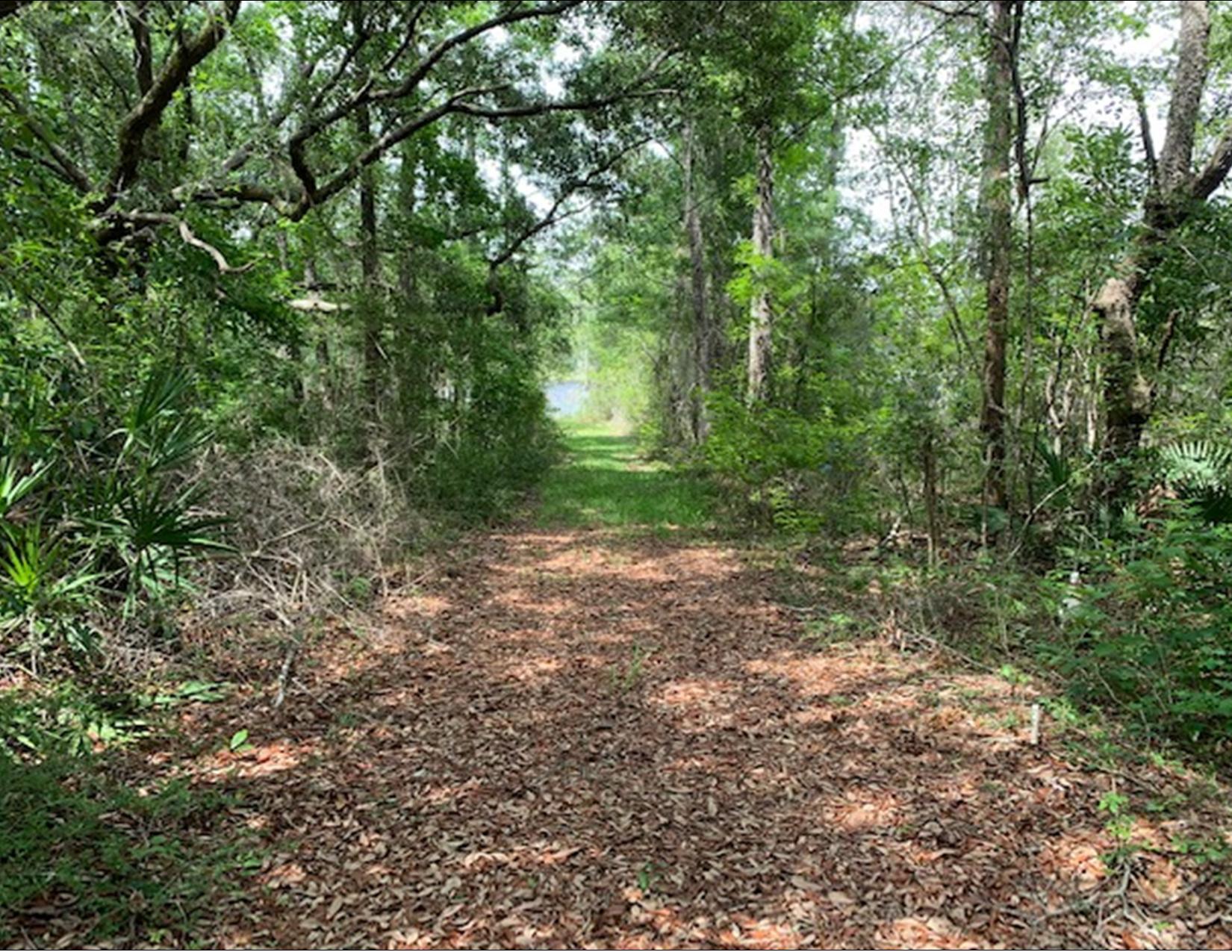 130 Lagrange Road Freeport, FL 32439 - Photo 10 of 17 a view of a forest with trees in the background