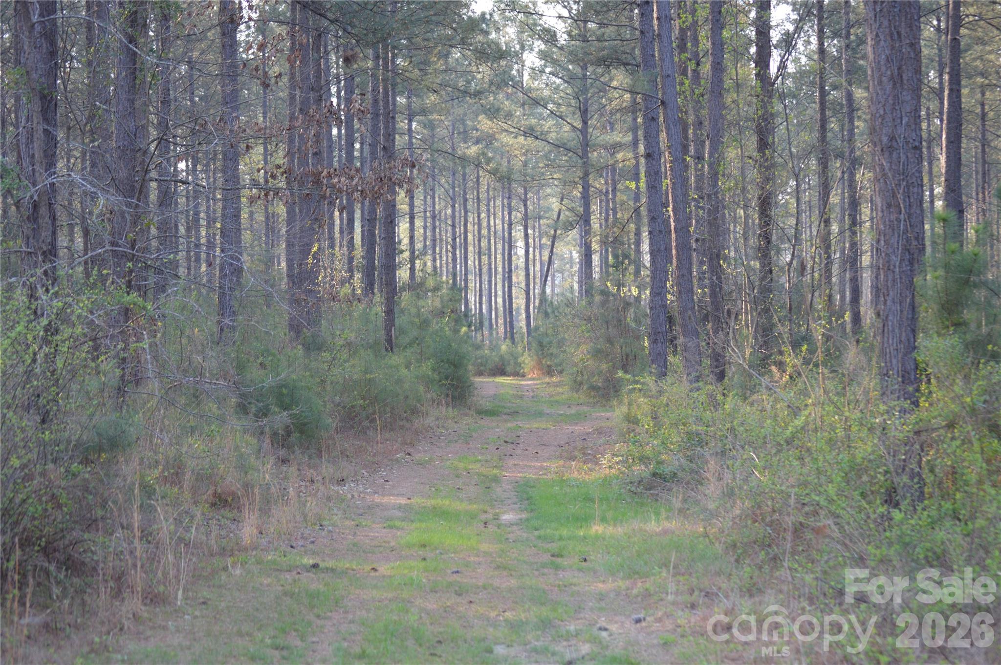 0 Peter Hawk Creek Road, Unit 11 Jonesville, SC 29353 - Photo 4 of 23 a view of a yard with large trees