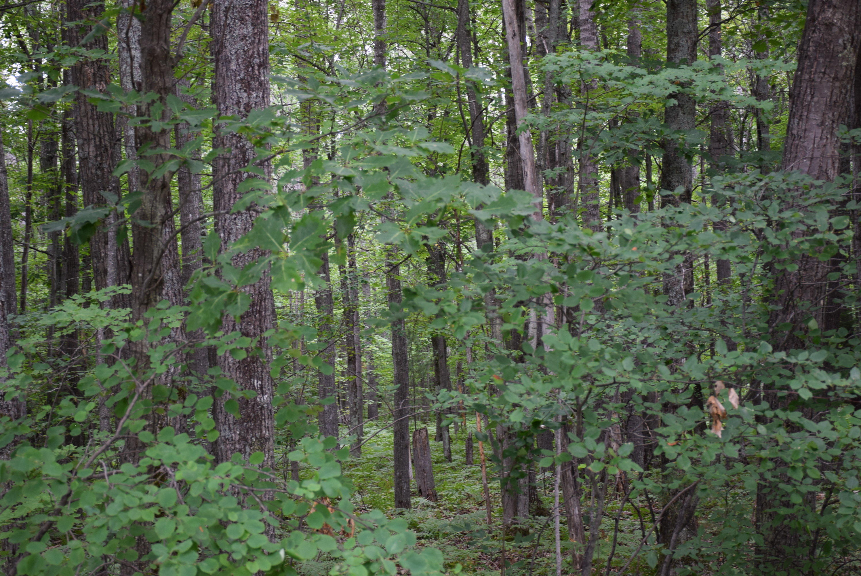 West Numbers Road Indian River, MI 49749 - Photo 12 of 12 Gallery Image 12