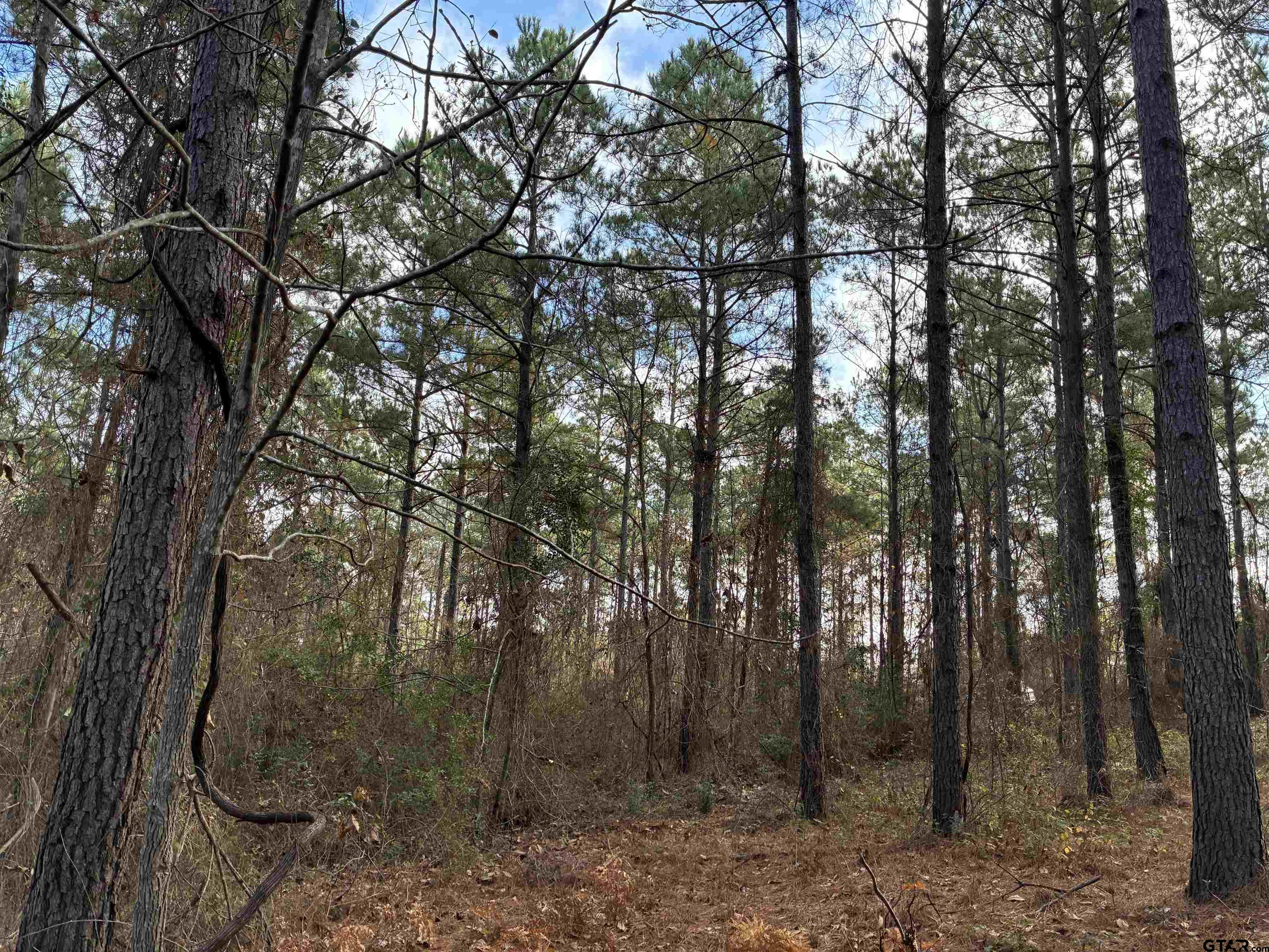 845 George Boulevard Rusk, TX 75785 - Photo 11 of 24 a view of a forest with lots of trees