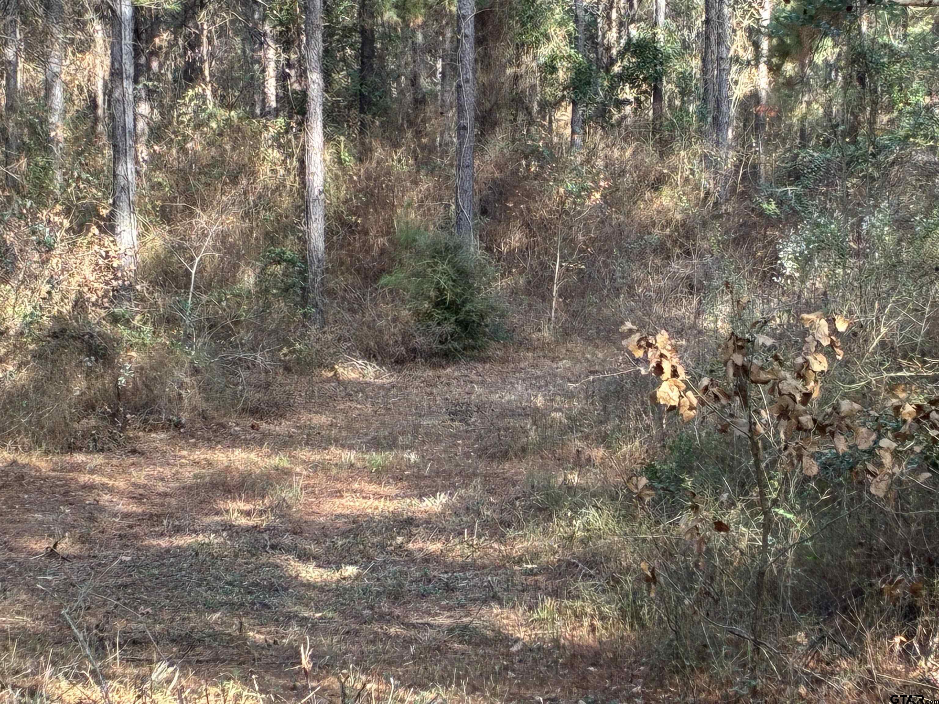 845 George Boulevard Rusk, TX 75785 - Photo 7 of 24 a view of a yard with a tree