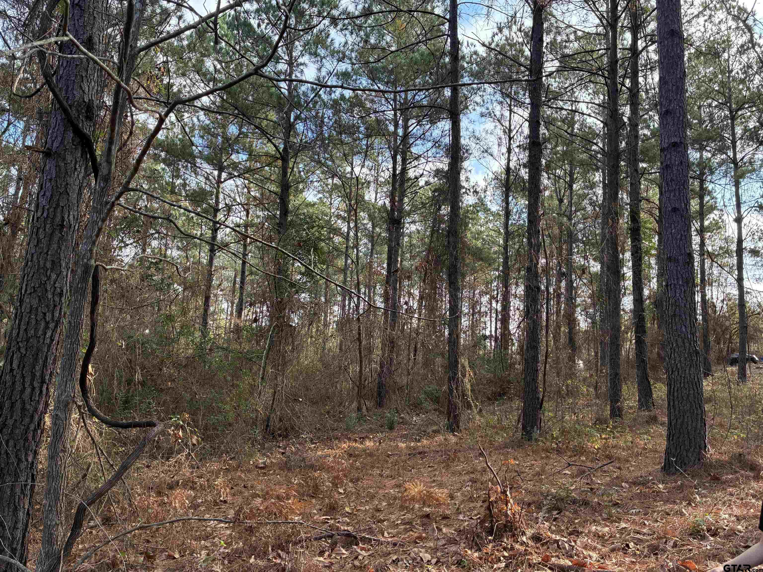 845 George Boulevard Rusk, TX 75785 - Photo 9 of 24 a view of a forest with trees in the background