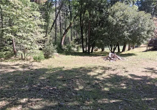 a street view with large trees
