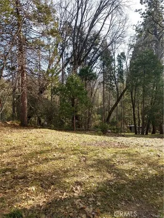 a view of a tree in a yard