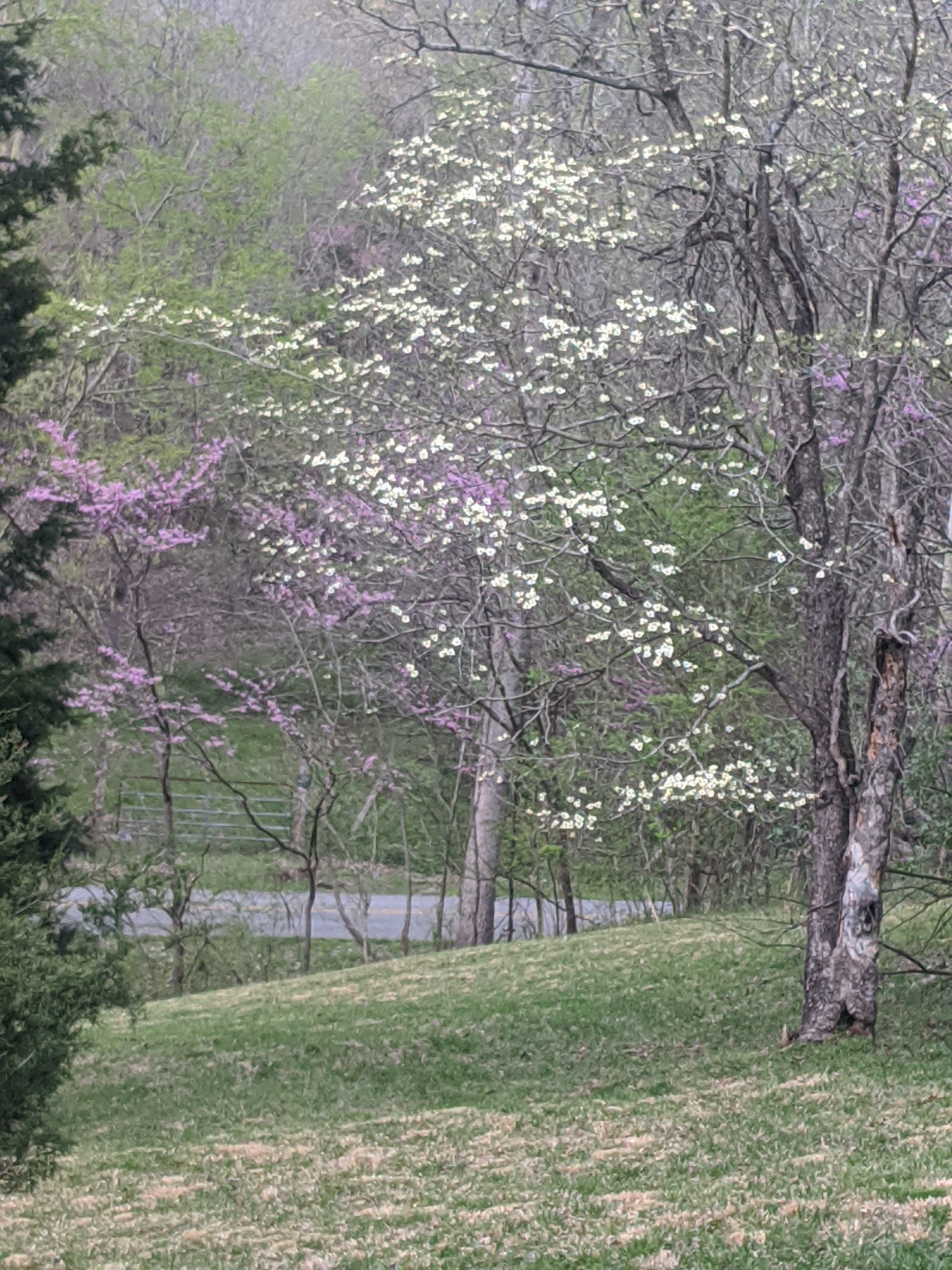 4446 Spring Valley Road Erin, TN 37061 - Photo 7 of 44 Gallery Image 7