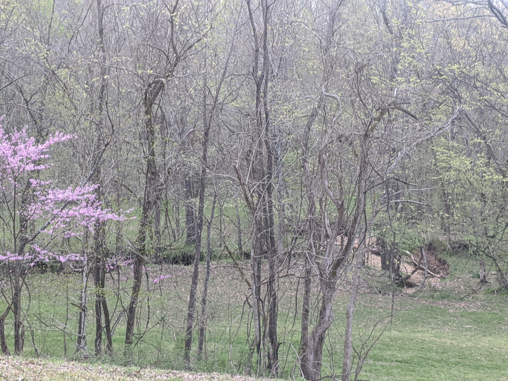 4446 Spring Valley Road Erin, TN 37061 - Photo 8 of 44 Gallery Image 8