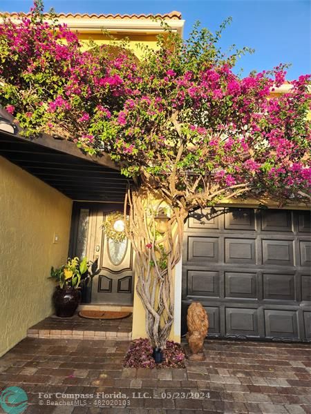 front entry way luxurious    pink Bougainville