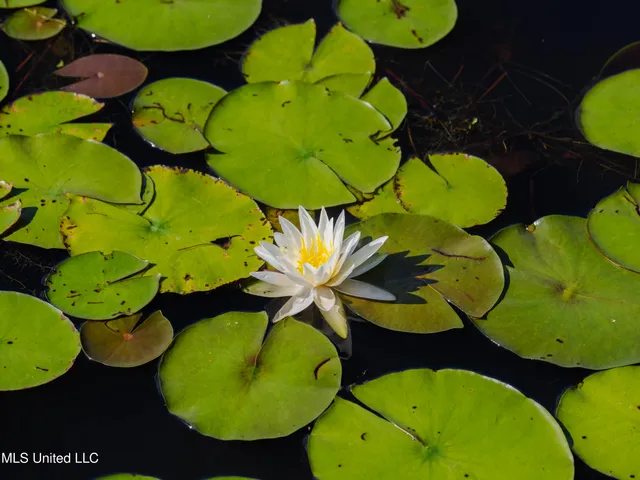 $1,790,000 | 1511 South S Highway, Florence, MS 39073