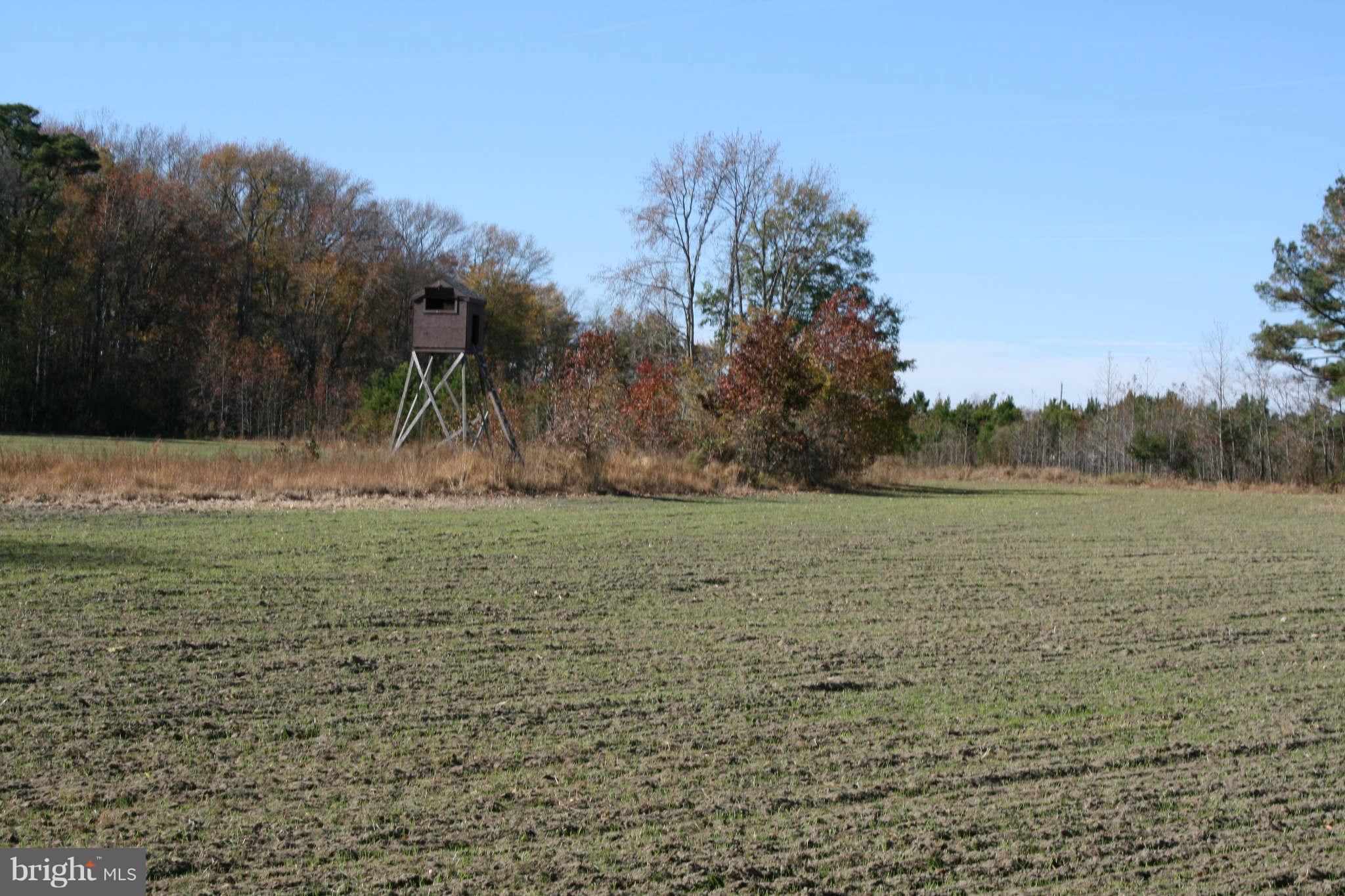 4103 Griffith Neck Road Cambridge, MD 21613 - Photo 7 of 9 deer stand in place