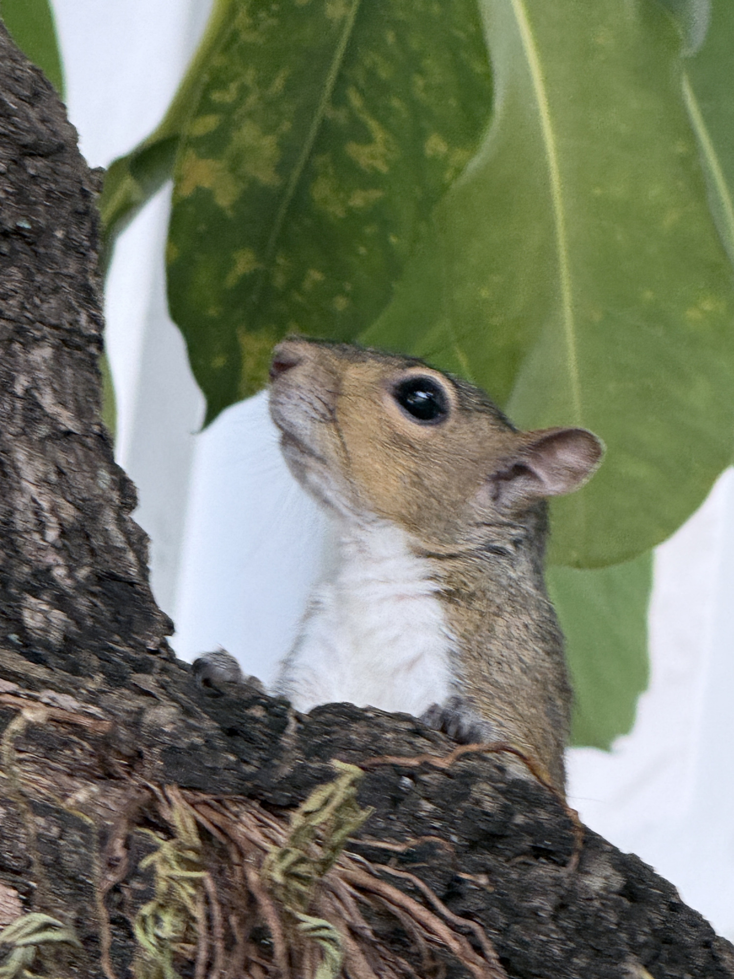 3776 Inverrary Boulevard, Unit 308R Lauderhill, FL 33319 - Photo 7 of 43 1848557d-fc5d-42c2-b914-edde2682bf1c