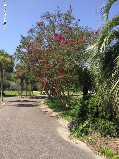 350 Foxridge Road Orange Park, FL 32065 - Photo 54 of 54 a view of a yard with plants and trees