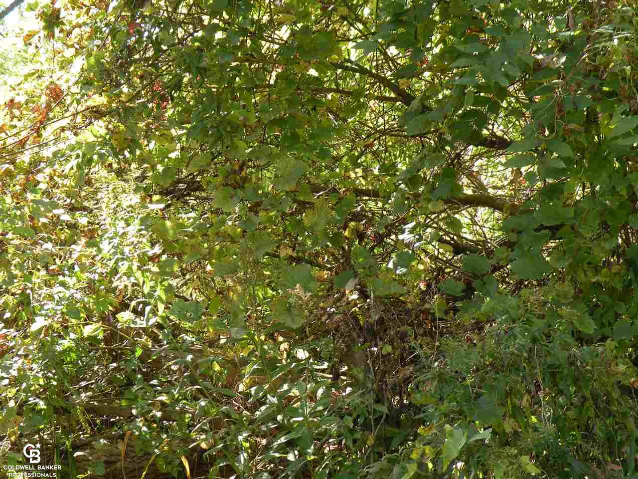 0 Bauman Road Columbus, MI 48063 - Photo 5 of 7