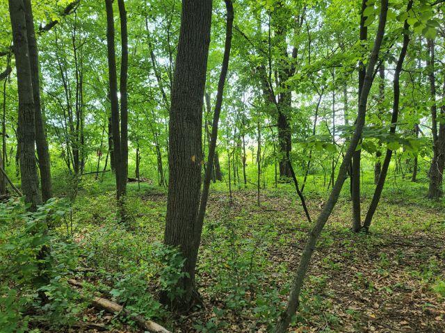 Lot 5 161st Street Luck, WI 54853 - Photo 1 of 1 Gallery Image 1