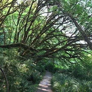 a backyard of a house with lots of green space
