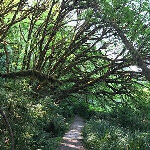 37 Lowell Street Orick, CA 95555 - Photo 12 of 31 a backyard of a house with lots of green space