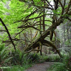 37 Lowell Street Orick, CA 95555 - Photo 13 of 31 a backyard of a house with lots of green space