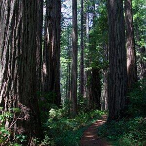 37 Lowell Street Orick, CA 95555 - Photo 14 of 31 a view of outdoor space with a garden