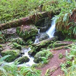 a view of a garden with a tree