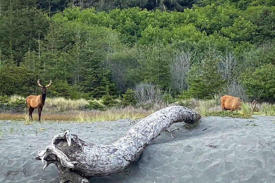 37 Lowell Street Orick, CA 95555 - Photo 27 of 31 a view of a backyard of the house