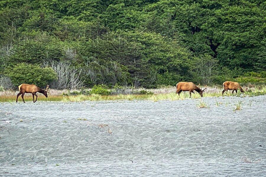 37 Lowell Street Orick, CA 95555 - Photo 28 of 31 a view of a yard