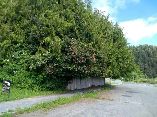 a backyard of a house with plants and large trees
