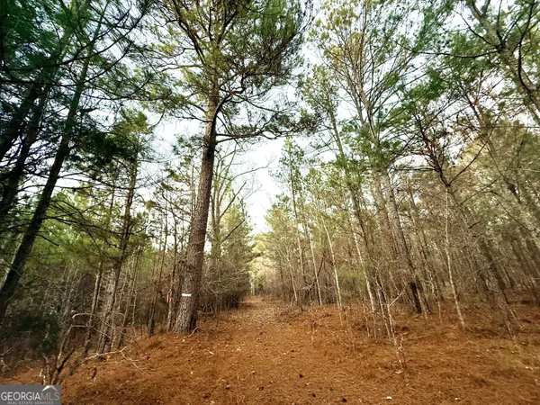 a view of a yard with large trees