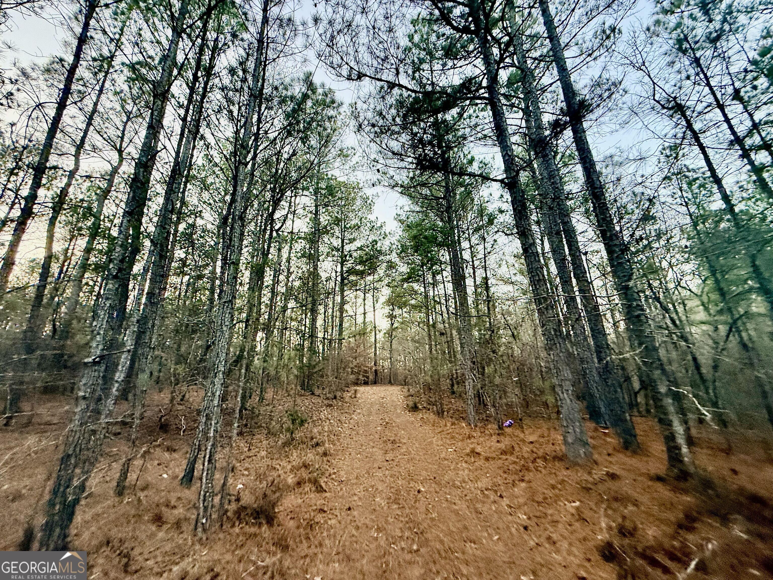 0 Cunningham Road Greensboro, GA 30642 - Photo 33 of 90 a view of a forest with trees in the background