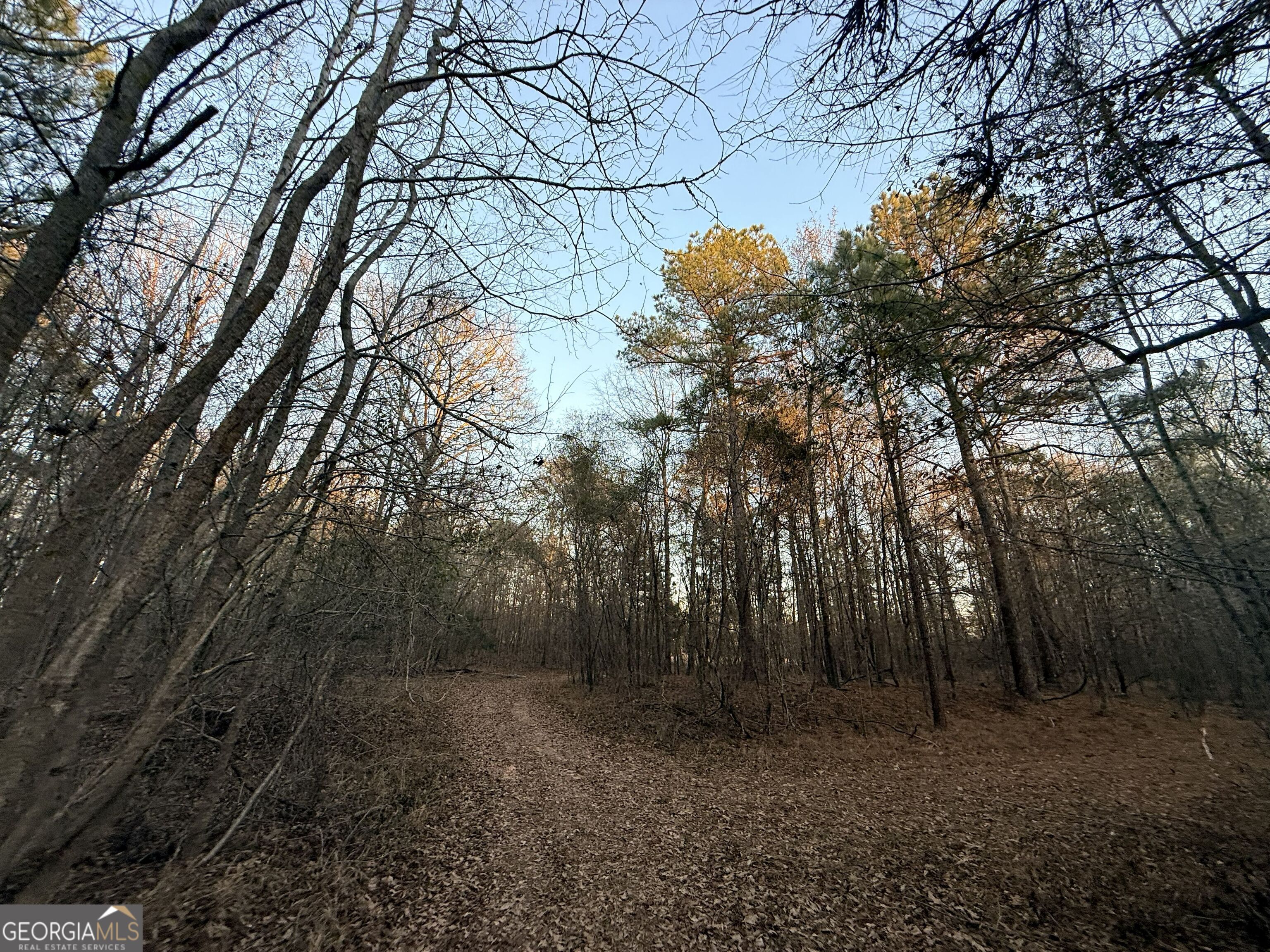 0 Cunningham Road Greensboro, GA 30642 - Photo 42 of 90 a view of a forest with trees in the background