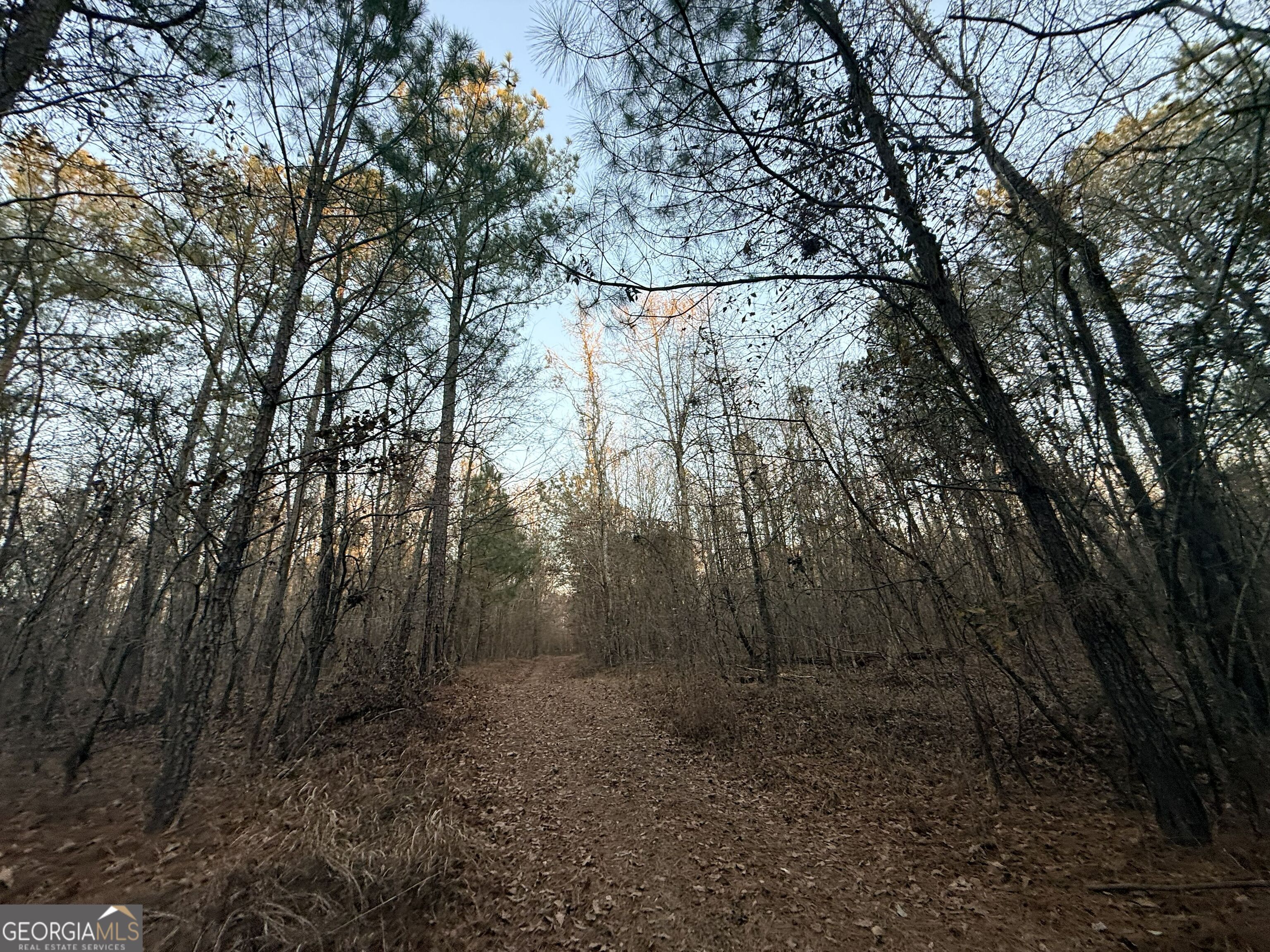 0 Cunningham Road Greensboro, GA 30642 - Photo 44 of 90 a view of a forest with trees in the background