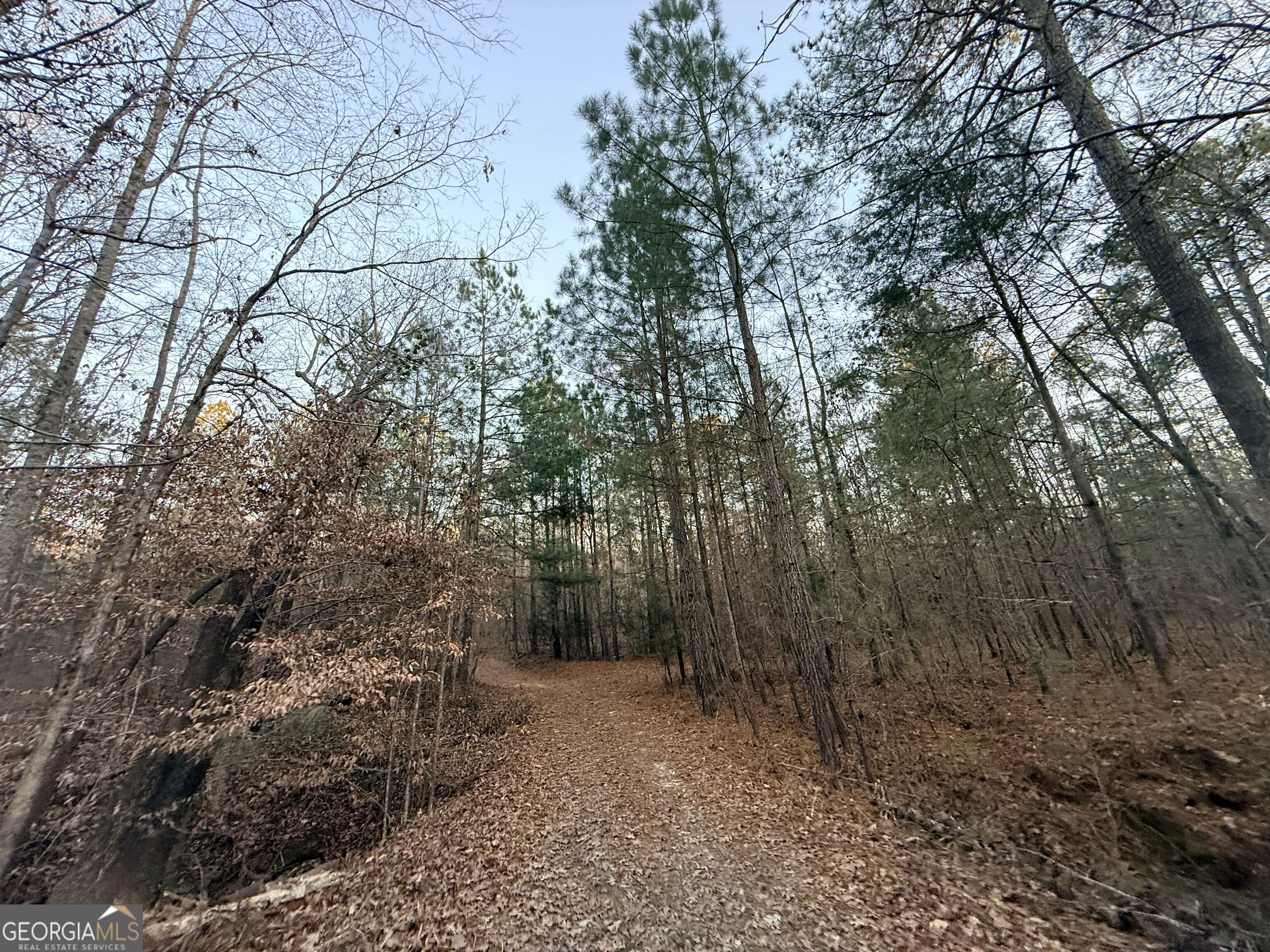 0 Cunningham Road Greensboro, GA 30642 - Photo 47 of 90 a view of a forest with trees in the background