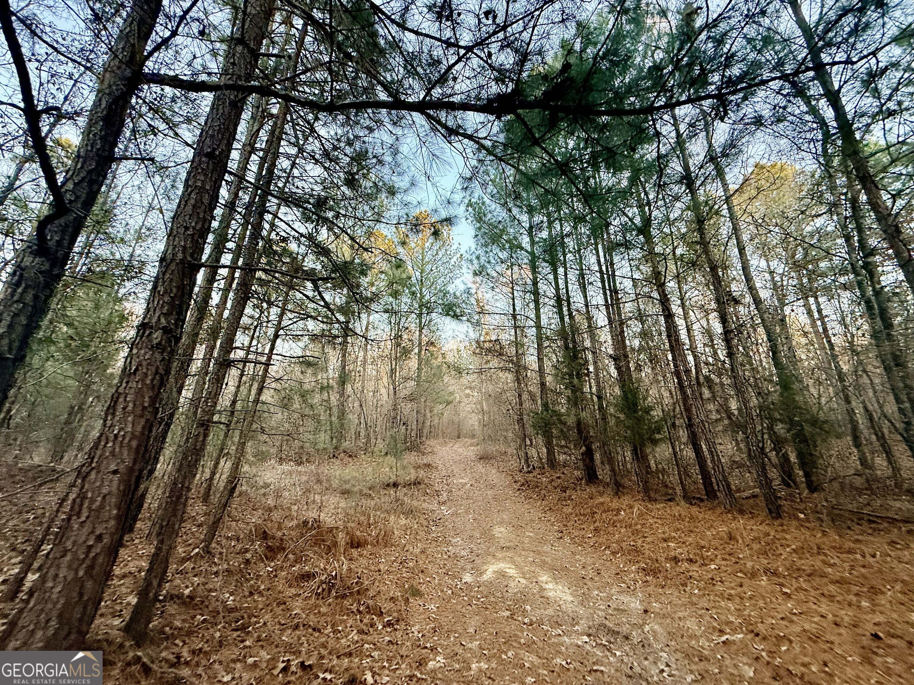 0 Cunningham Road Greensboro, GA 30642 - Photo 48 of 90 a view of a yard with large trees