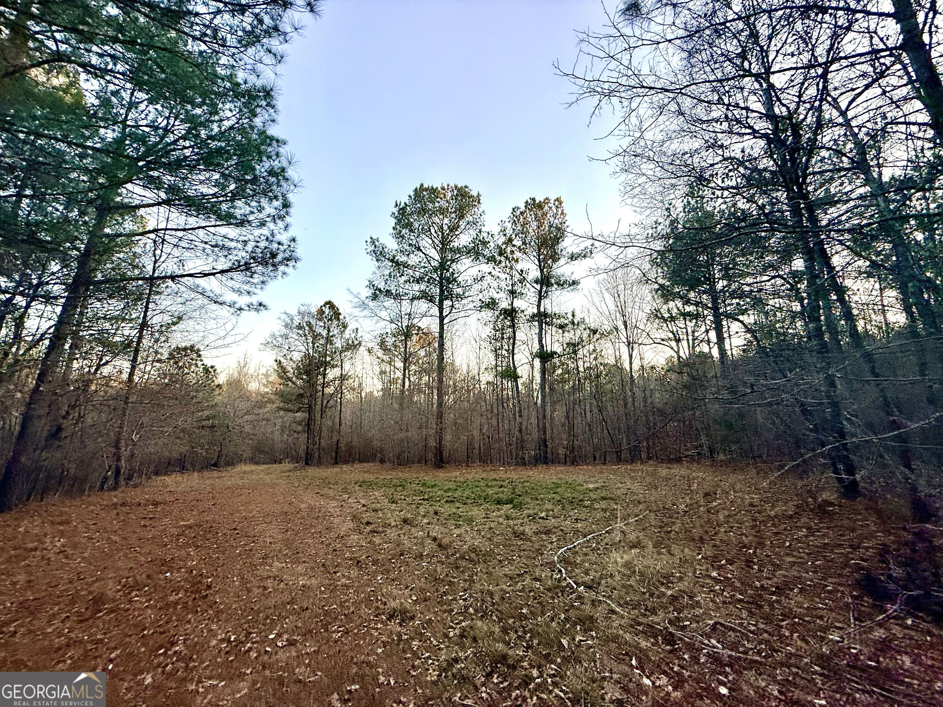 0 Cunningham Road Greensboro, GA 30642 - Photo 51 of 90 a view of backyard and tree