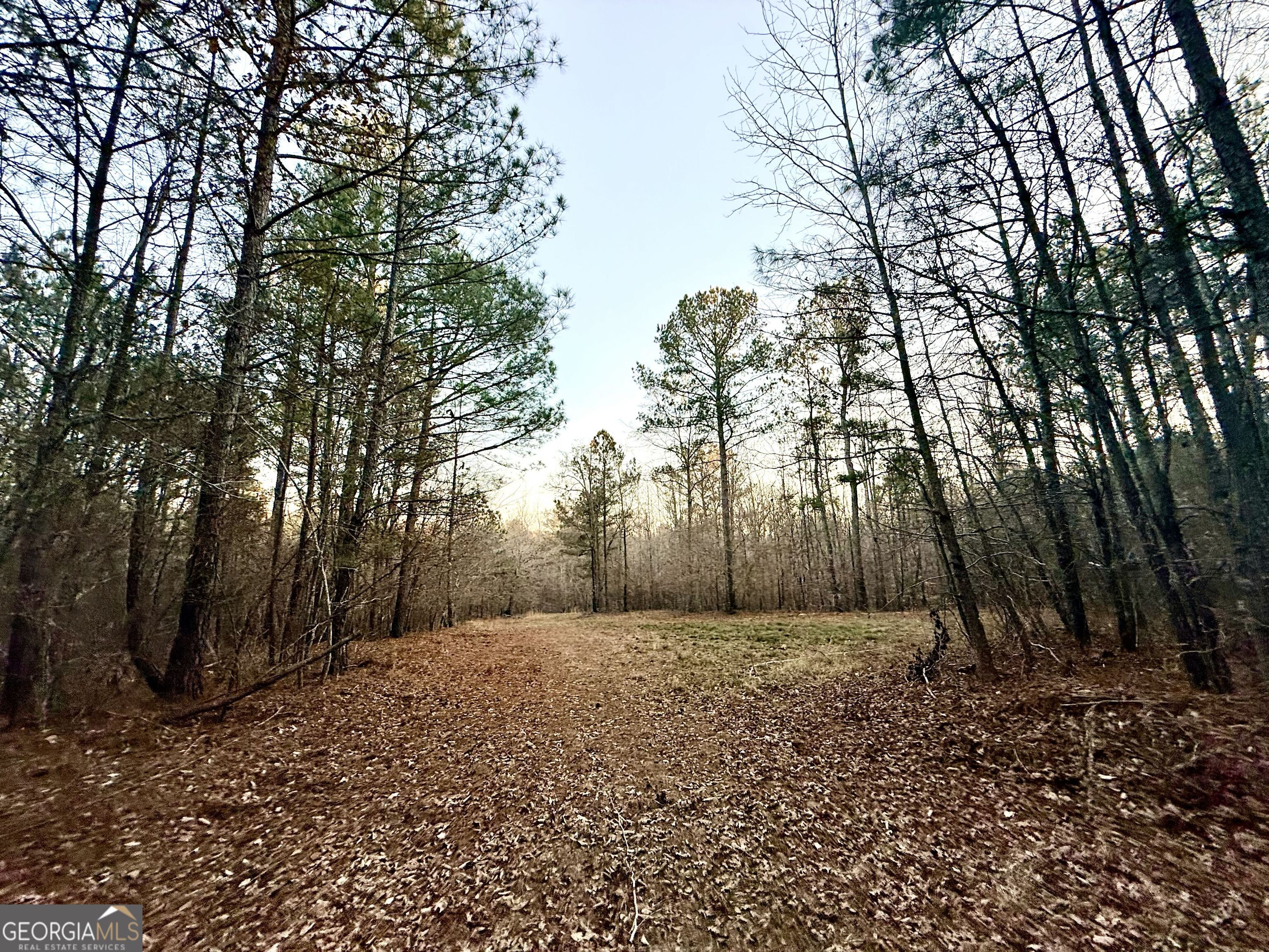 0 Cunningham Road Greensboro, GA 30642 - Photo 54 of 90 a view of backyard with tree