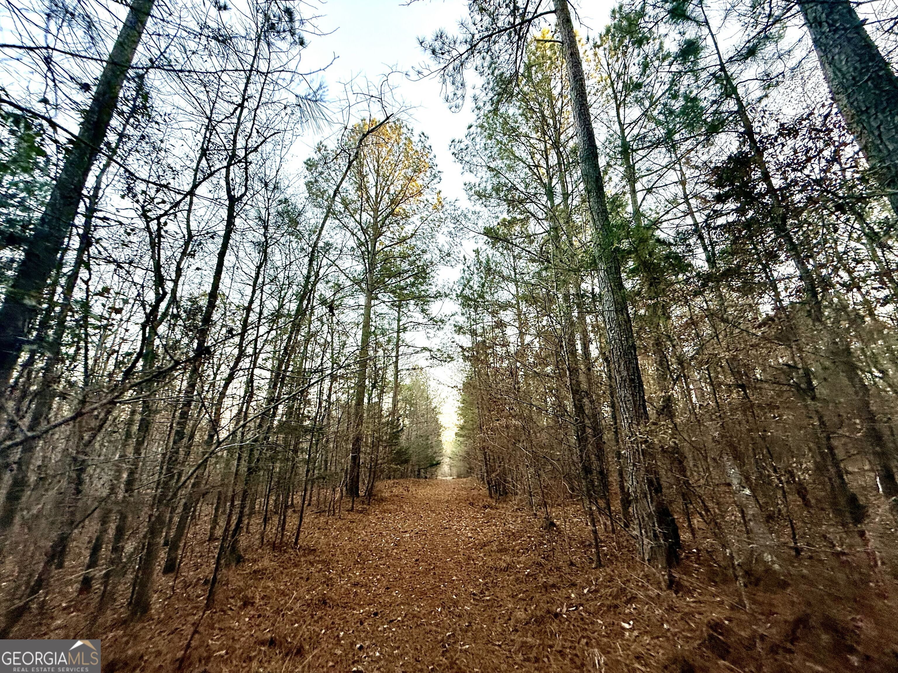0 Cunningham Road Greensboro, GA 30642 - Photo 56 of 90 a view of a forest with trees in the background