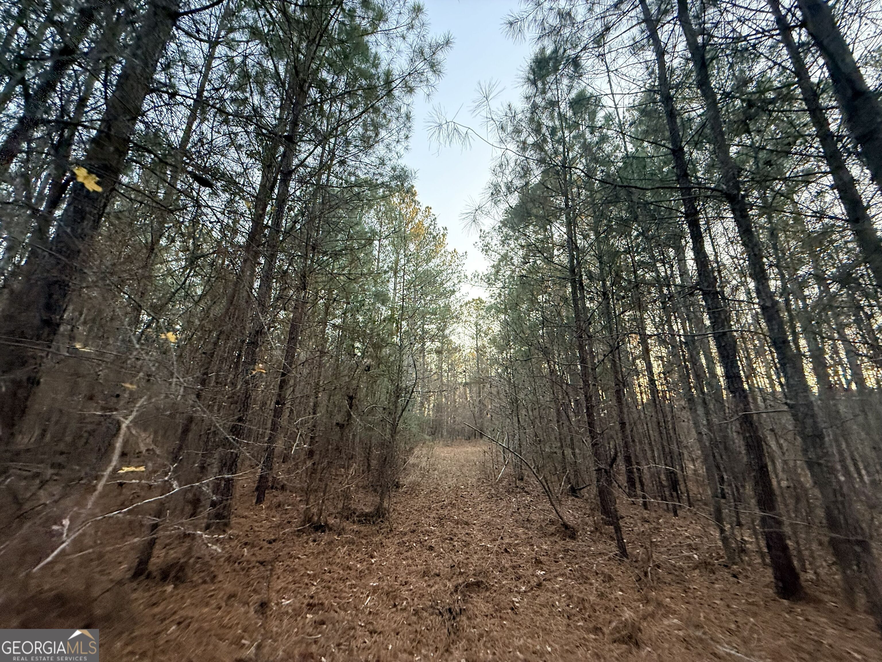 0 Cunningham Road Greensboro, GA 30642 - Photo 58 of 90 a view of a forest