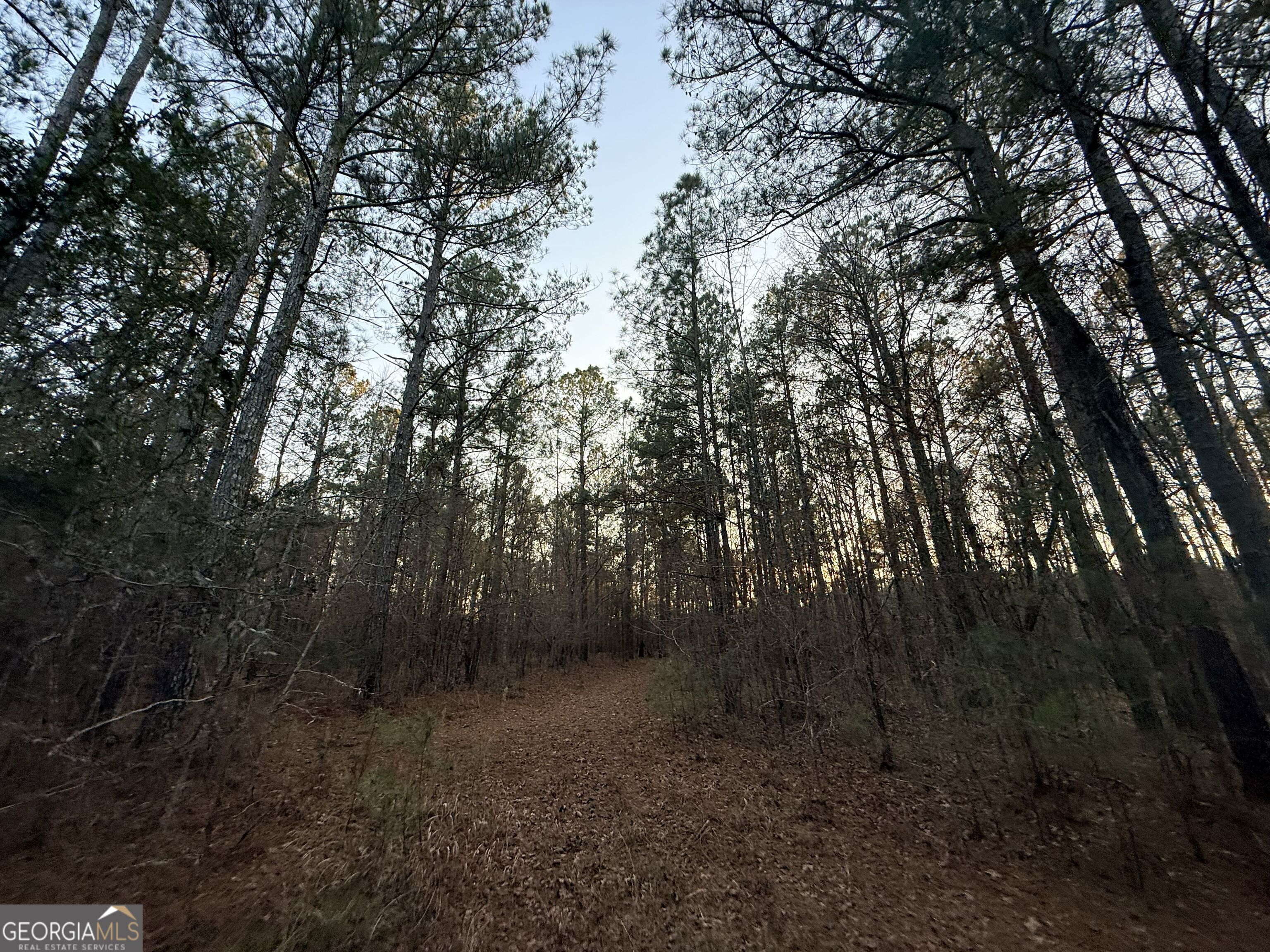 0 Cunningham Road Greensboro, GA 30642 - Photo 59 of 90 a view of a forest with trees in the background