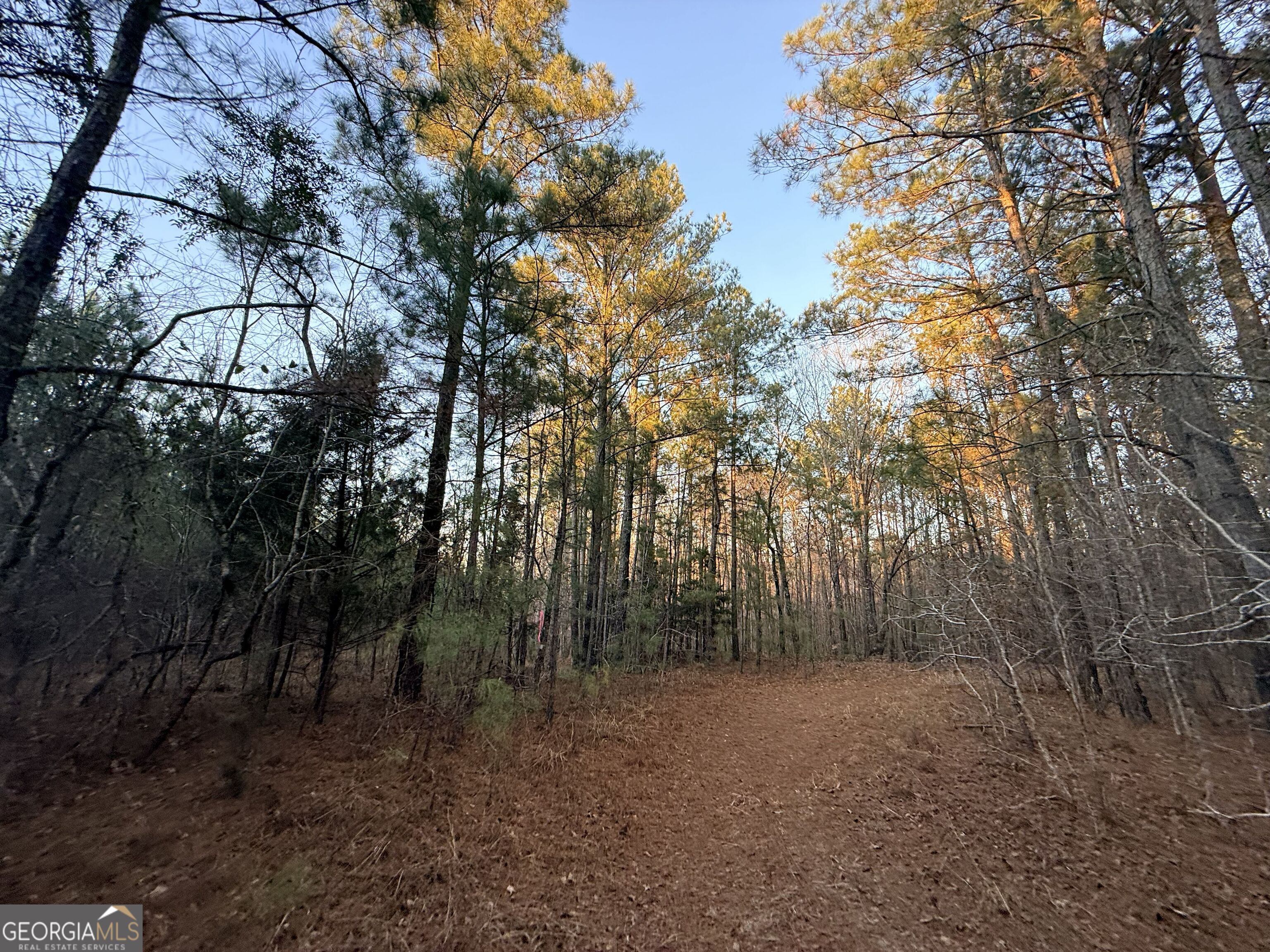 0 Cunningham Road Greensboro, GA 30642 - Photo 60 of 90 a view of a forest with trees in the background