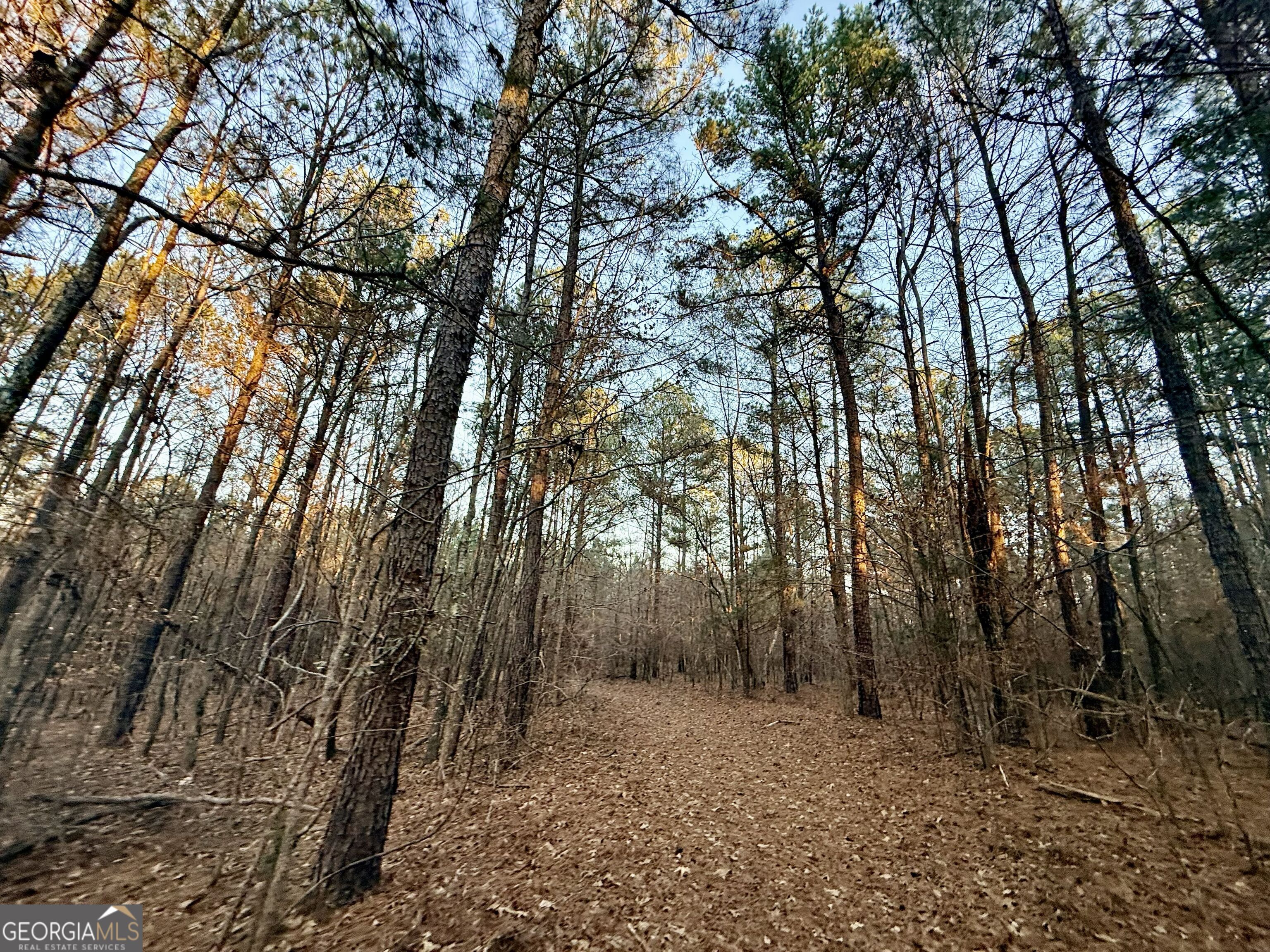 0 Cunningham Road Greensboro, GA 30642 - Photo 61 of 90 a backyard of a house with lots of trees