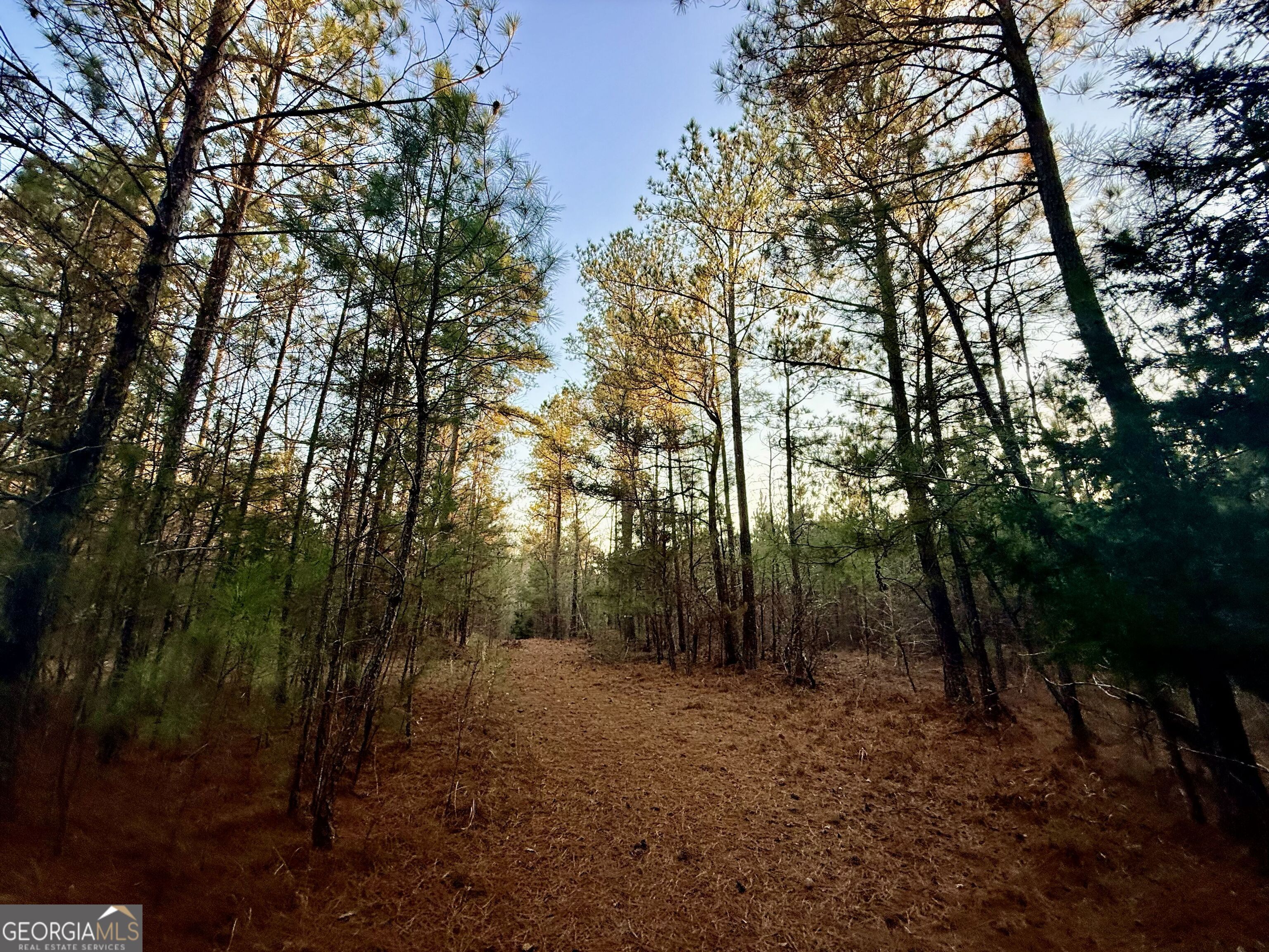 0 Cunningham Road Greensboro, GA 30642 - Photo 63 of 90 a view of a forest with trees in the background