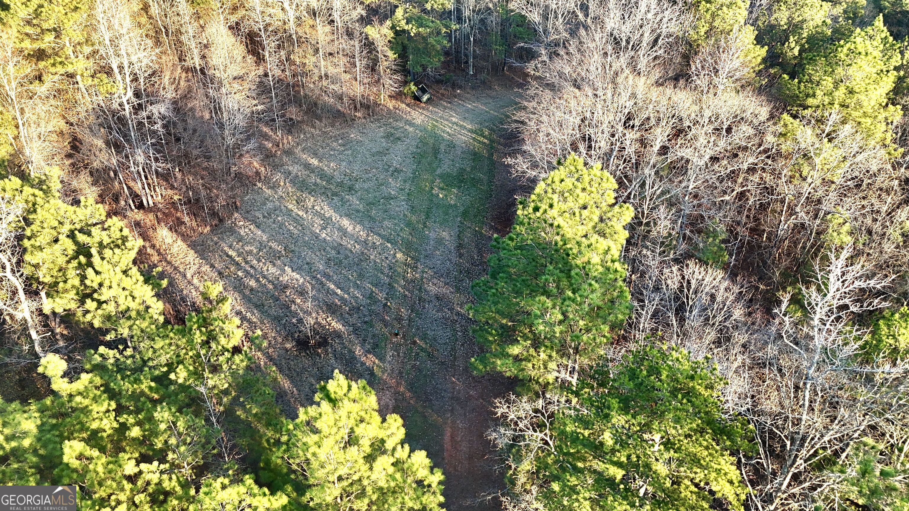 0 Cunningham Road Greensboro, GA 30642 - Photo 7 of 90 a close up of a plant in a garden