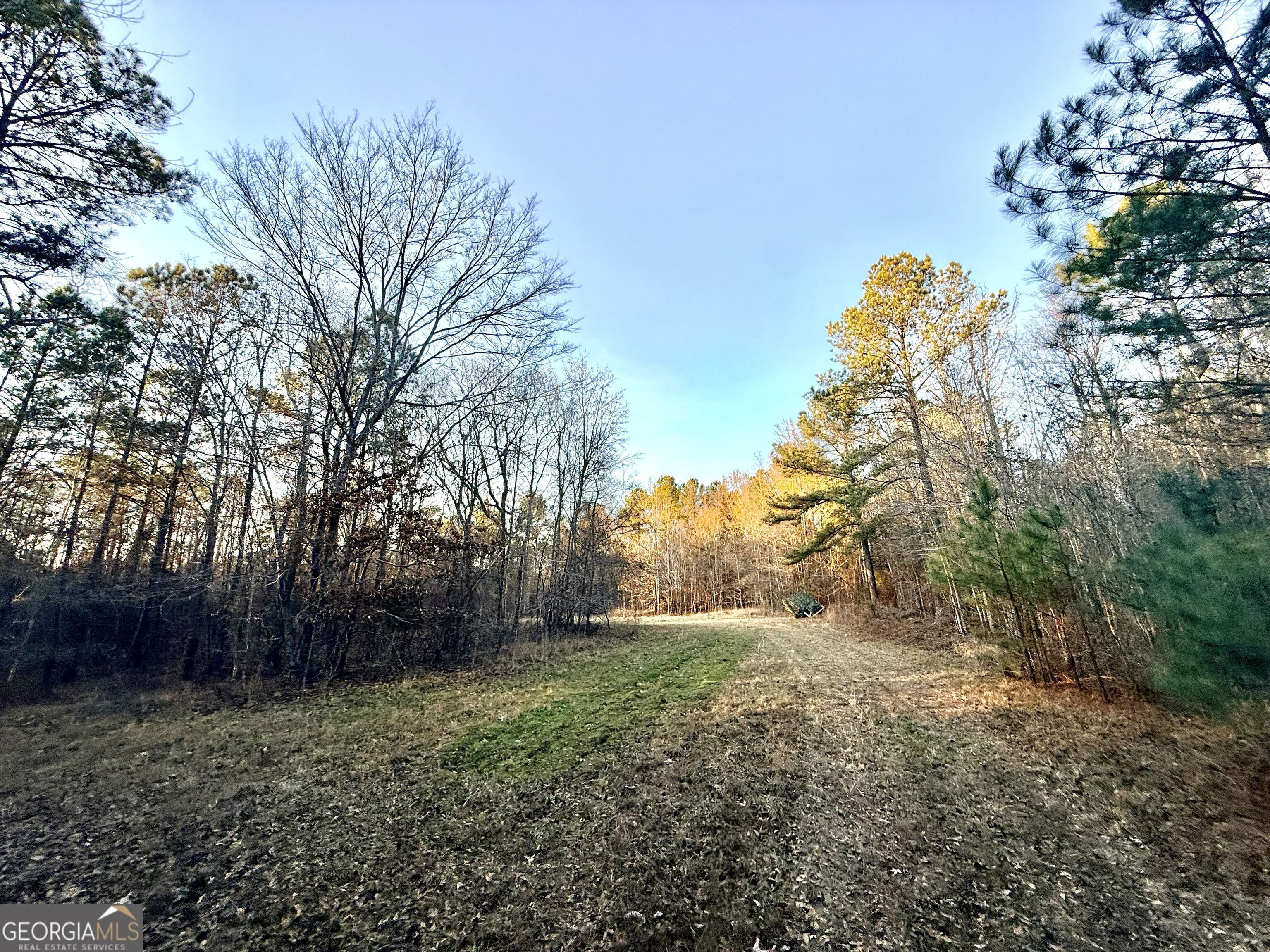 0 Cunningham Road Greensboro, GA 30642 - Photo 71 of 90 a view of a yard with plants and trees