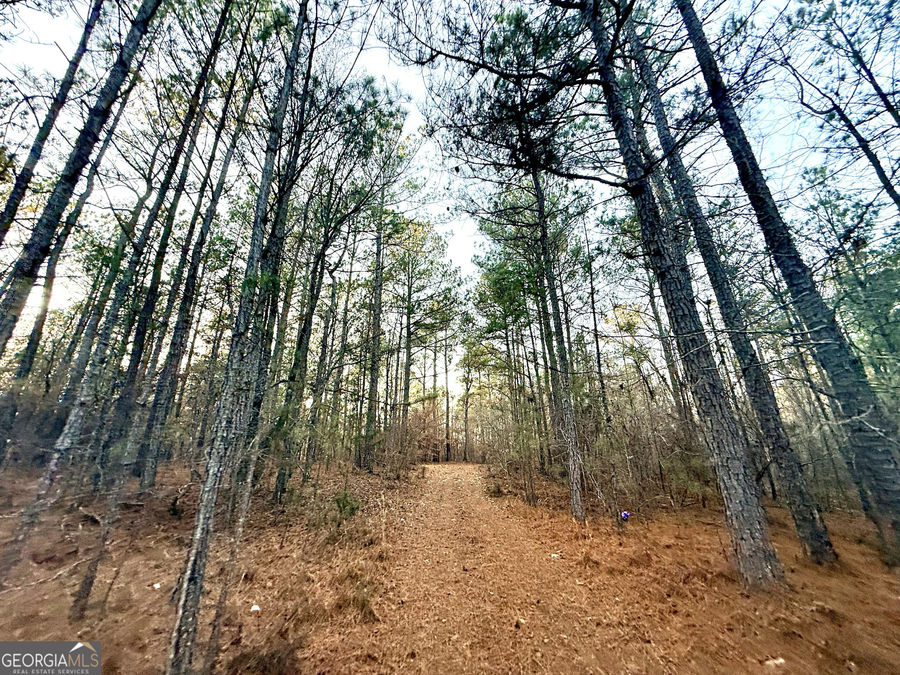 0 Cunningham Road Greensboro, GA 30642 - Photo 74 of 90 a view of a forest with trees